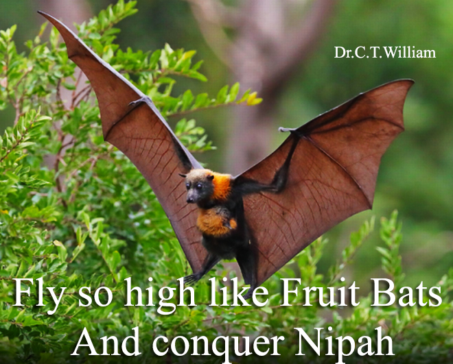 Try to fly so high like Fruit Bats and conquer Nipah