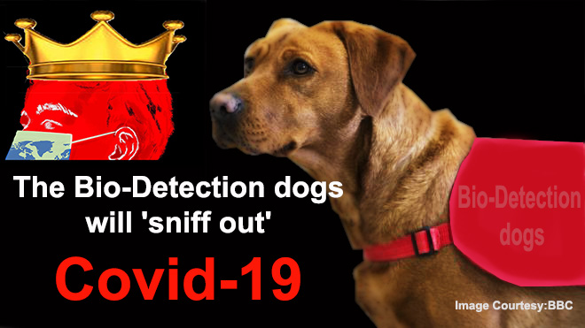 Covid-19: The Bio-Detection dogs will ‘sniff out’ the virus